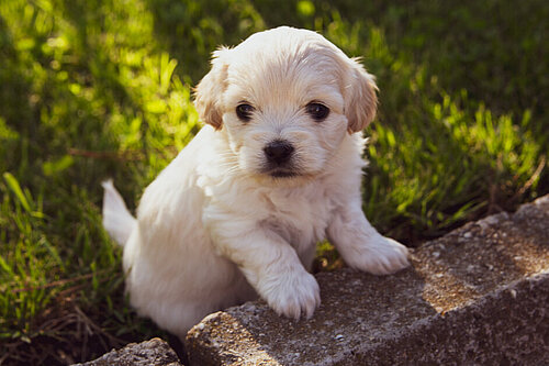 A puppy sat on grass